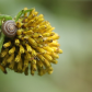 Small Snail