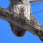 Sleepy Owl