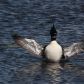 Loon