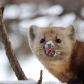 Cheeky Marten