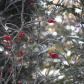 Partridge in a Mountain Ash tree