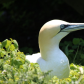 Northern Gannet