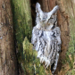 Eastern Screech Owl