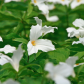 Glory of Trilliums