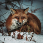 Mr. Fox