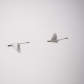 Swans