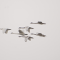 Swans