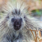 Bad hair day