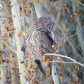Preening Great Gray Owl