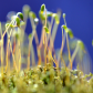 Sprouting
