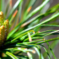 Pinecones