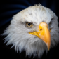 Oliver The Eagle