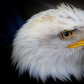 Oliver The Eagle