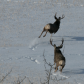 Moose on the loose