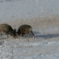 Moose on the loose