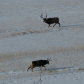 Moose on the loose