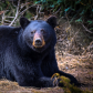 Black Bear