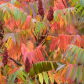 Autumn Sumac