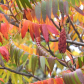 Autumn Sumac