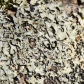 Lichen