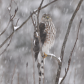 Sharp Shinned Hawk