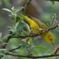 Yellow Warbler
