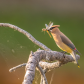 Waxwing,Web and Dragonfly
