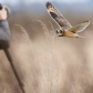The Photo Shooter