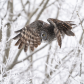 Great Grey Owl Winter WOnderland