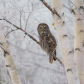 Great Grey Owl on Birch Tree