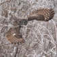 Great Grey Owl Takeoff