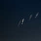 A school of Narwhals