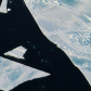 Belugas at floe edge