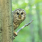 Barred Owl Peeking Behind a Maple