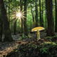 Amanita at Sunset