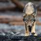 Sea Wolf Wanderer