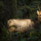 Spotlight Bull