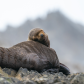 Steller Slumber