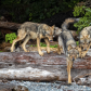 The Pack