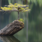 Solitude