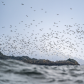 The Murre Colony