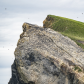 Triangle Island Murres