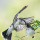 Eastern Kingbird 