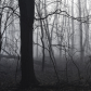 Foggy morning in the forest