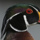 Wild wood duck profile shot.