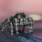 Mini spider.