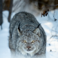 Lynx canadensis