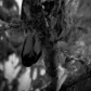 Eye spy