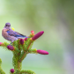 Bluebird Beauty