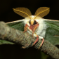 Evening Luna Moth